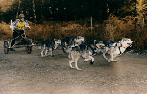 JM Littman's 4 dog championship winning team